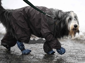 Nous ne nous inclinons devant absolument personne dans notre appréciation des chiens amusants.  En particulier s'ils sont des chiens d'exposition portant des vêtements de pluie complets pour se protéger.  Sur cette photo spécifique, un chien se rend à l'exposition canine de Crufts portant un manteau et des bottes pour, comme le dit le photographe, 