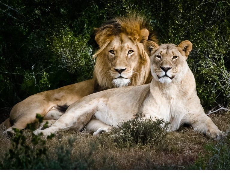 Le roi lion n’est plus : le plus beau lion d’Afrique tué par de jeunes rivaux