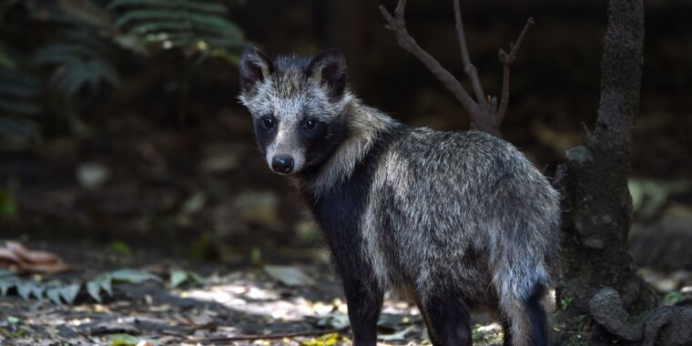 Des données génétiques relient le SRAS-CoV-2 aux chiens viverrins sur le marché chinois, selon les scientifiques