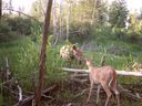 Cerf de Virginie et orignal photographiés avec des caméras à distance par le projet Calgary Captured. 