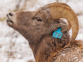 Un jeune bélier mouflon d'Amérique recherche des femelles réceptives dans le parc provincial Sheep River, à l'ouest de Turner Valley, en Alberta.