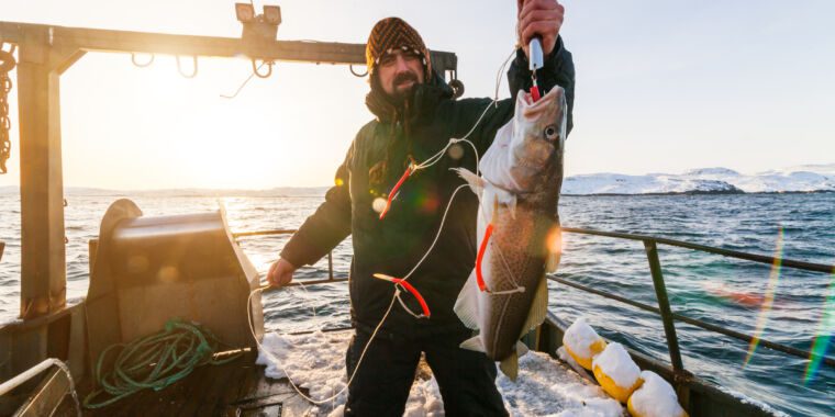 La morue de la mer du Nord devient plus petite – pouvons-nous inverser cette tendance ?