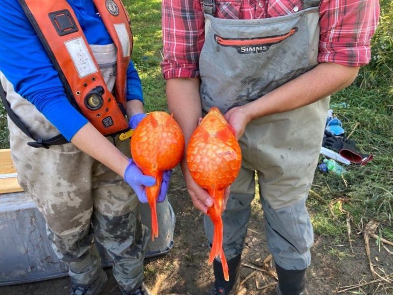 La Colombie-Britannique a un problème : des poissons rouges gros comme un ballon de football se clonent rapidement