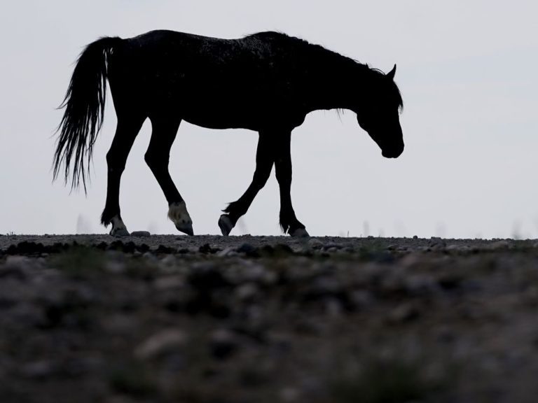 17 chevaux sauvages abattus près de Kamloops, en Colombie-Britannique, dans un acte « décourageant » : GRC