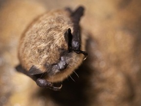 Une petite chauve-souris brune en hibernation.  Photo par Jason Headley/Fourni