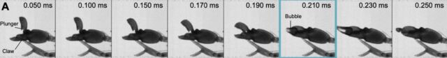 Une séquence d'images à grande vitesse d'une grève de crevettes juvéniles.