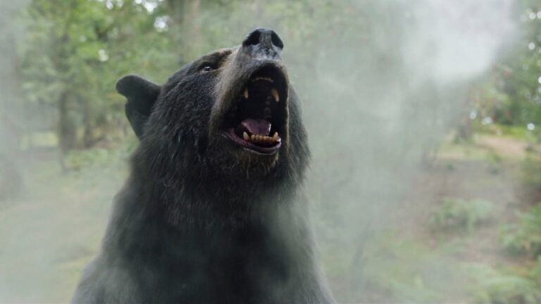 Examen de l'ours cocaïne - IGN
