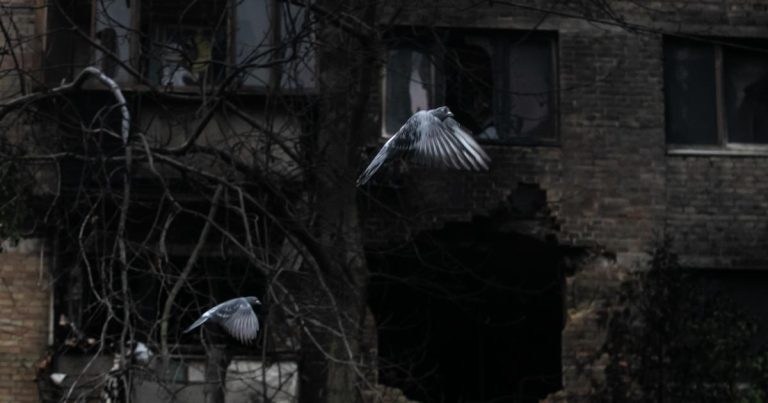 Frapper les livres: Pendant la Seconde Guerre mondiale, même nos pigeons ont rejoint le combat