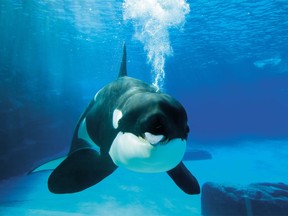 Photo d'archive d'une promotion de Marineland à Niagara Falls, en Ontario, montrant ses orques exposées à la vue des invités.