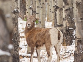 Un bébé mouflon regarde en arrière à travers les arbres du parc provincial Sheep River, à l'ouest de Turner Valley, en Alberta, le mardi 1er novembre 2022.