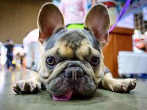 Un bouledogue français allongé sur le sol lors de la 10e exposition internationale thaïlandaise des variétés d'animaux de compagnie à Bangkok le 26 mars 2021.