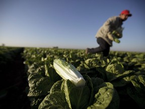 Sur cette photo du 31 janvier 2012, un ouvrier agricole transporte des têtes de laitue romaine dans les champs de laitue près de Holtville, en Californie.