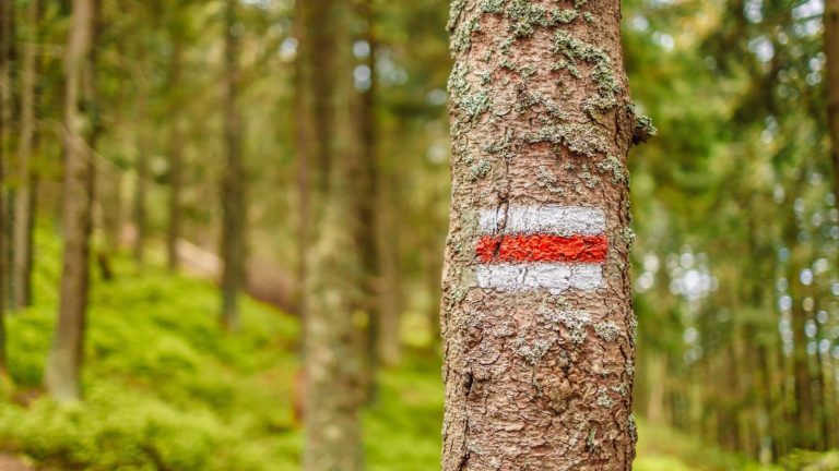 Que signifie la peinture rouge sur les arbres ?  – LifeSavvy