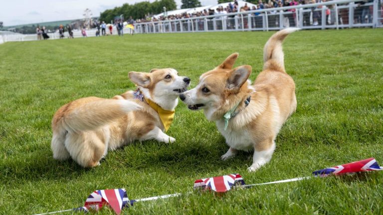 Un cousin éloigné du corgis de la reine participera à un derby canin