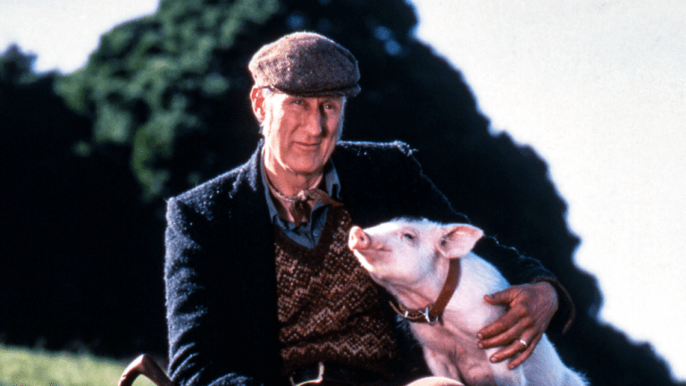 La star de "Babe" James Cromwell aide à sauver un vrai bébé cochon de l'abattage, nomme le bébé porcelet abandonné le plus populaire à lire
	
	
