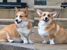 Les corgis de la reine ont surmonté leur chagrin et Liam Neeson a une offre de rencontres