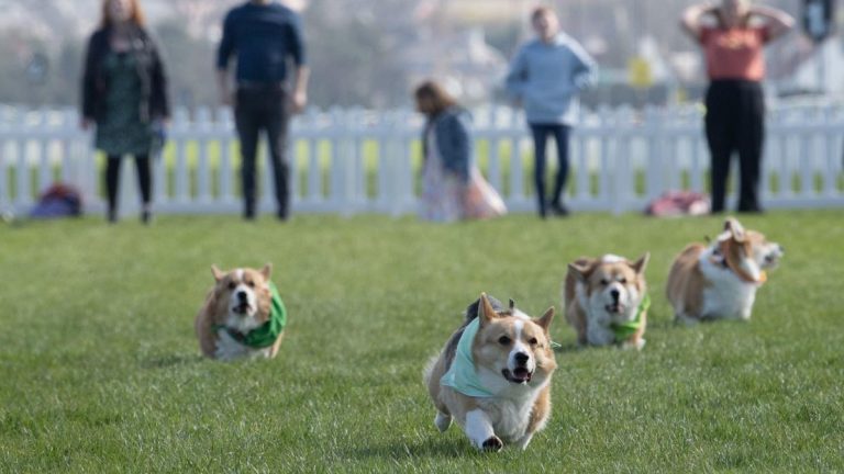 Le tableau de bord du derby de Corgi voit un parent éloigné du chien de la reine coiffé au poteau