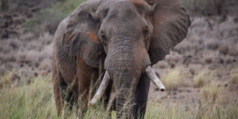 La série Secrets of the Elephants révèle une culture animale unique et dynamique