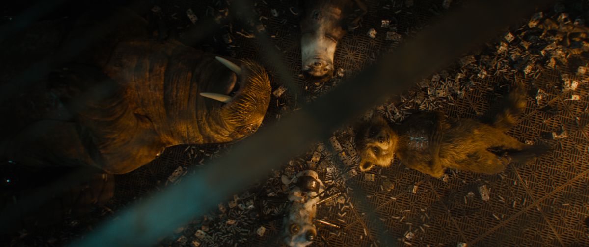 Rocket Raccoon (exprimé par Bradley Cooper) est allongé sur le dos dans une cage avec ses amis animaux expérimentaux Teefs (un morse avec des roues supplémentaires), Lylla (une loutre avec des bras mécaniques) et Fllor (un lapin blanc avec des pattes d'araignée robot) dans une scène des Gardiens de la Galaxie Vol.  3