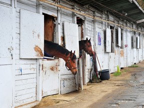 Chevaux dans les écuries de l'hippodrome de Hastings cette semaine.  Une nouvelle saison s'ouvre dimanche.