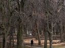 Les résidents qui se promènent sur le mont Royal passeront devant de nombreuses plaques de copeaux de bois où des membres tombés ont été coupés et paillés après la tempête de verglas du début avril.