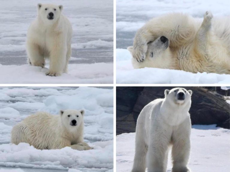 « Combien d’enseignants peuvent dire qu’ils ont passé leur cours d’études sociales à regarder un ours polaire par la fenêtre ? »