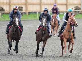 Les voici arrivés, sur la piste au trot à l'hippodrome de Hastings cette semaine, alors que la piste se prépare pour une nouvelle saison qui débutera dimanche.