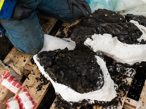 Une section d'une queue fossilisée d'un plésiosaure, un reptile marin qui vivait il y a 115 millions d'années, est retirée du site de Syncrude Mildred Lake après sa découverte le 12 mars 2023.