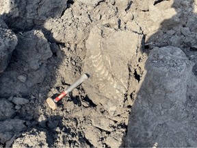 La queue fossilisée d'un plésiosaure, un reptile marin qui vivait il y a 115 millions d'années, sur le site de sables bitumineux du lac Mildred de Syncrude après sa découverte le 12 mars 2023.