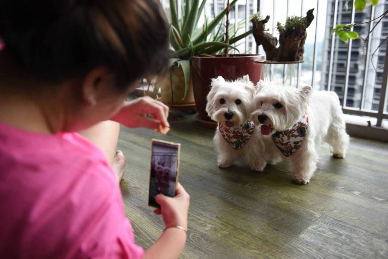 Les influenceurs pour animaux de compagnie sont plus chauds que jamais.  Mais comment les chiens font-ils les impôts ?