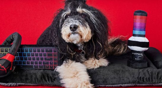 A dog with HyperX pet toys.