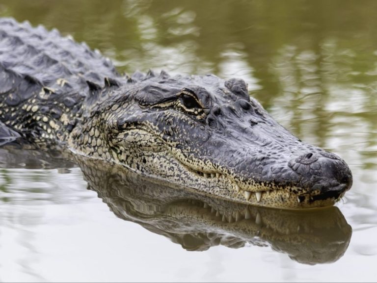 L’étang du quartier a permis une attaque mortelle d’alligator, selon la famille