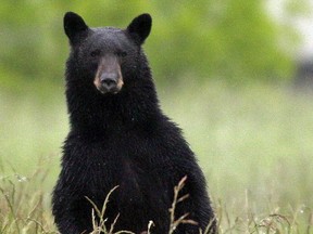 Un chien est mort à la suite d'une attaque d'ours noir dans le parc national de Jasper le samedi 22 avril 2023, indique Parcs Canada.