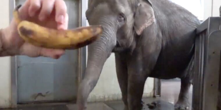 Pang Pha, l’éléphant d’Asie, a appris par elle-même à éplucher une banane