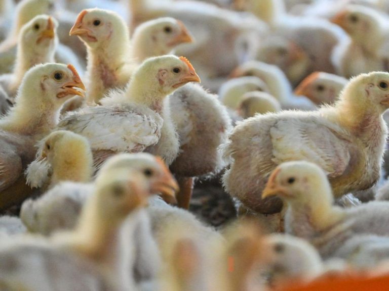 Quelqu’un a volé 30 000 poussins dans une ferme ontarienne