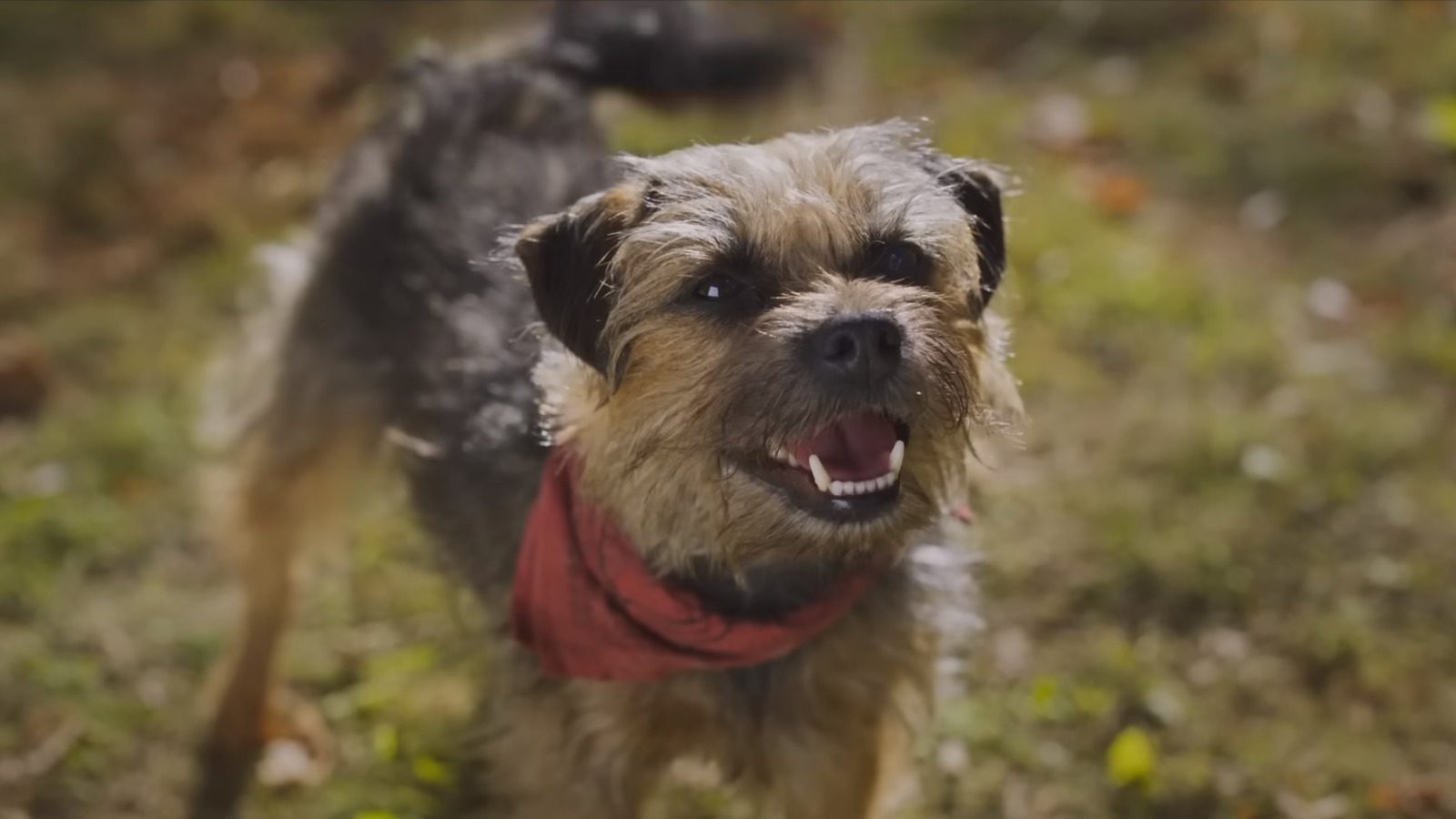 Strays Footage Reaction : Enfin, un film où Will Ferrell joue un chien maudit [CinemaCon 2023]
