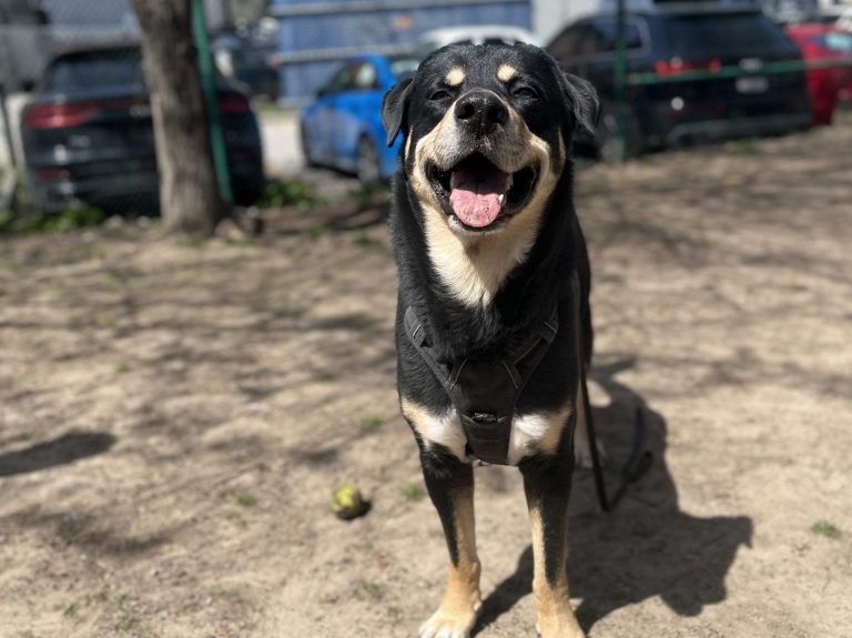 Un chien de Toronto abandonné avec une note de sa famille trouve une nouvelle maison