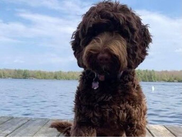 Un chien secouru après être tombé dans la glace d’un parc d’Ottawa