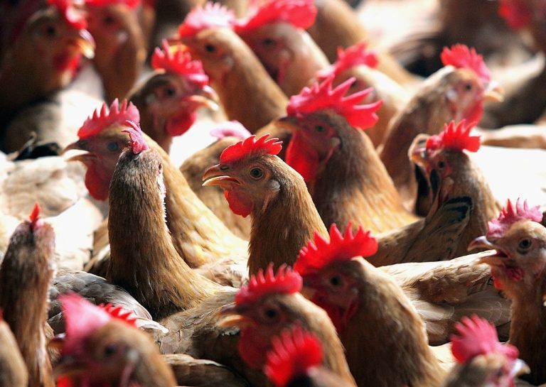 Un homme emprisonné pour avoir effrayé 1 100 poulets à mort