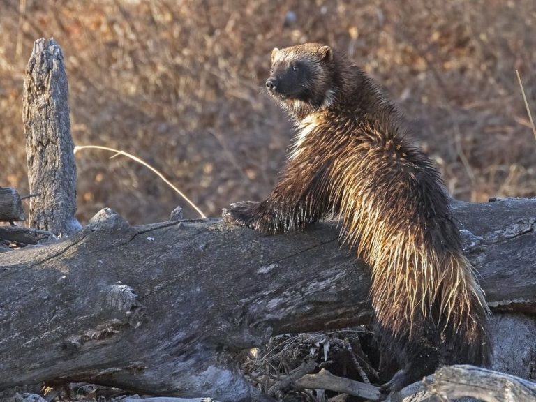 Un photographe animalier albertain capture une créature « extrêmement rare »