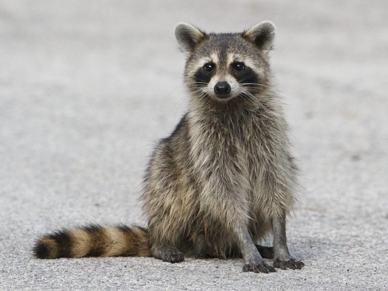 Un policier envoie un raton laveur avec une pelle à Lindsay