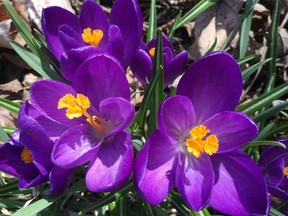 Le grand nettoyage peut commencer vers la deuxième ou la troisième semaine d'avril, lorsque le crocus commence à fleurir ;  surveillez la température diurne à 10 degrés en moyenne.