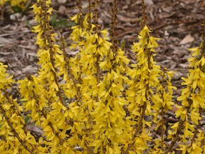 Lorsque les forsythias atteignent leur apogée, vers la fin avril ou la première semaine de mai, c'est le signe d'épandre des engrais naturels comme du compost, du triple mélange ou de la terre noire dans les plates-bandes pour amender le sol.