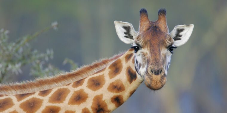 Les girafes, malgré un cerveau relativement petit, peuvent gérer les statistiques