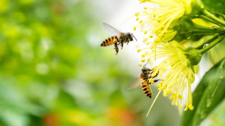 Toutes les abeilles piquent-elles ?  – LifeSavvy