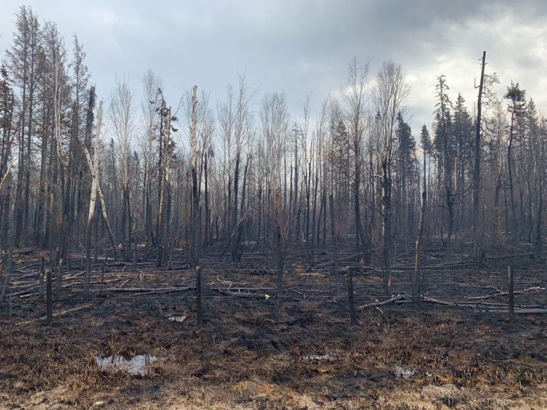 La Banque Scotia voit les incendies de forêt en Alberta réduire le PIB du Canada