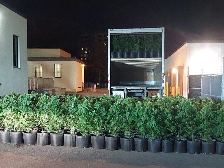 Un conducteur aurait été attrapé avec un camion de plants de cannabis à Burlington