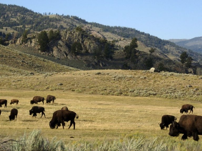 Un bébé bison de Yellowstone tué après qu’un visiteur l’ait ramassé, ce qui a conduit le troupeau à le rejeter