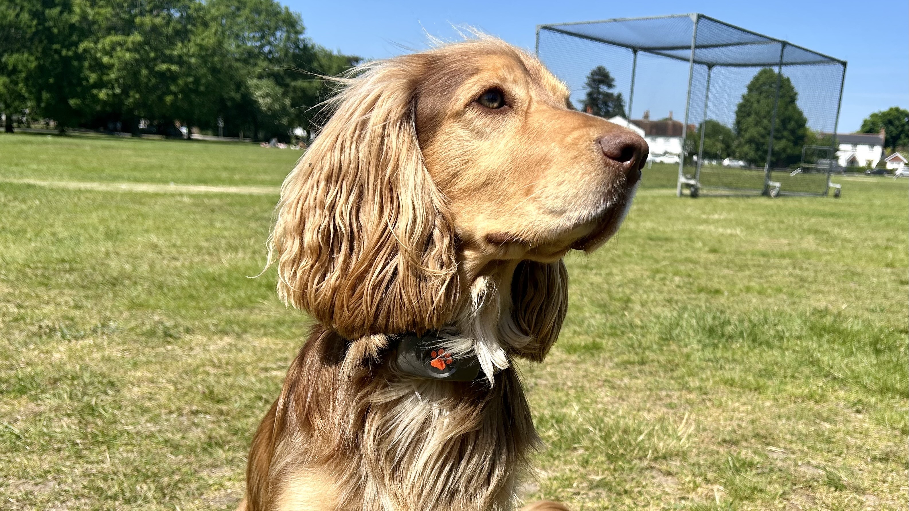 une photo d'un chien portant le traceur de chien Pitpat Gps