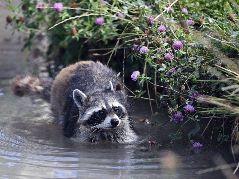 Un raton laveur euthanasié après qu’une femme l’ait apporté à une animalerie et que d’autres clients l’aient embrassé